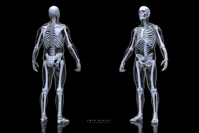 ArtStation   Anatomy Study Human Skeleton, Amin Akhshi