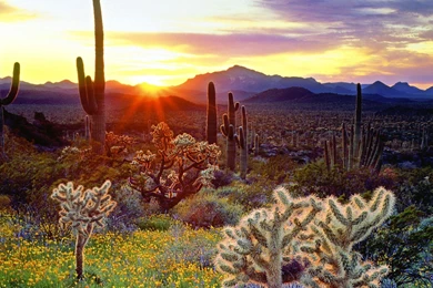 The Best Desert Sunset Ever! >> HD Wallpaper, Get It Now!