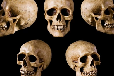 Head Skull Collections Photos