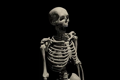 4 Top Tools For Teaching Anatomy   Top Hat Blog