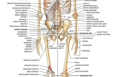 Anatomy Pictures Of The Human Body
