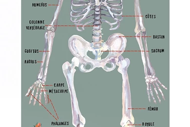 Domestic The Human Skeleton Wallpapers   Grey   Kids Bedroom Decor ...