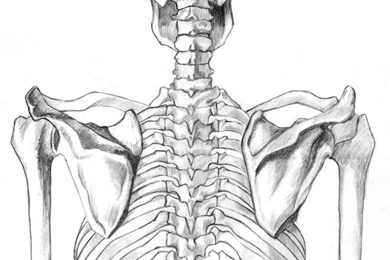 DeviantArt: More Like Human Skeleton By BarbieDePlastico