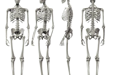 Skeleton Anatomy Of Human Body