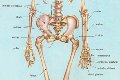 Skeleton Anatomy Of Human Body