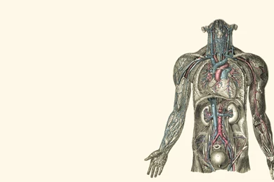 Skeletal Muscle Diagram Human Anatomy Body Muscle Cell Diagram ...