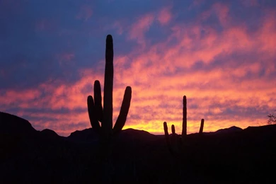 Sonoran Desert HD Pictures
