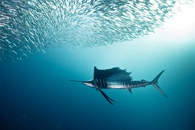 Sailfish and bait fish – Sky HD Wallpapers