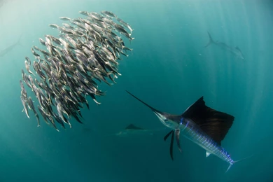 A Sailfish Stalks Its Prey : Pics