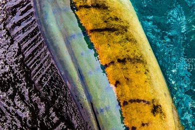 Kuala Rompin Sailfish Wallpapers