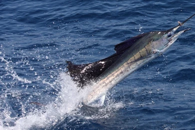 Jumping Sailfish Photo And Wallpaper. Cute Jumping Sailfish Pictures