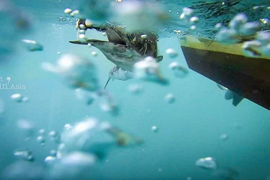 About The Indo Pacific Sailfish (Istiophorus Platypterus)