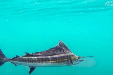 About The Indo Pacific Sailfish (Istiophorus Platypterus)