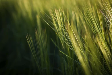 PING: KDE, Ubuntu Edge, Natural Selection, Sailfish OS, Wallpapers...