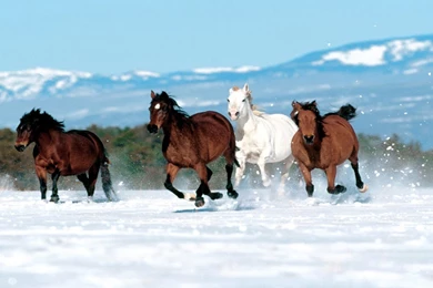 Running White Horse In Snow Wallpapers   HD Wallpapers Pic
