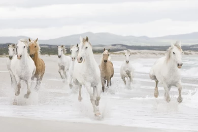 White Horses Wallpapers Full HD   Kemecer.com