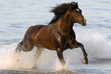 Horse Beautiful Brown Horse Images Photos High Resolution For ...