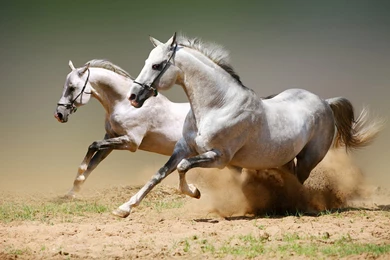 For Windows 7 Horses Running Water Desktop Backgrounds 1600x1200 ...