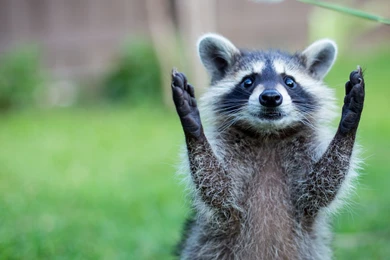 Animal Wallpapers Phone ~kSVpHn Free Download