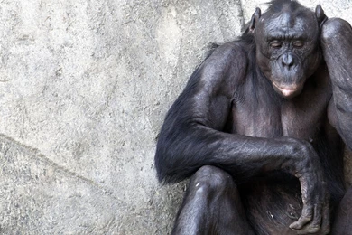 Animal Wallpapers Phone ~YRdf2N Free Download