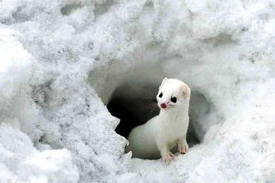 Animal Wallpapers High Quality Resolution ~a13PEn Free Download ...