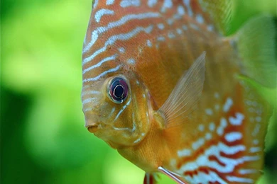 Discus Wallpapers And Backgrounds   Animals Town