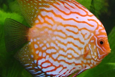 Discus Wallpapers   Animals Town