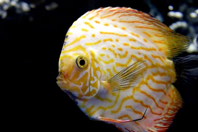 Download Discus Fish Cute Wallpapers