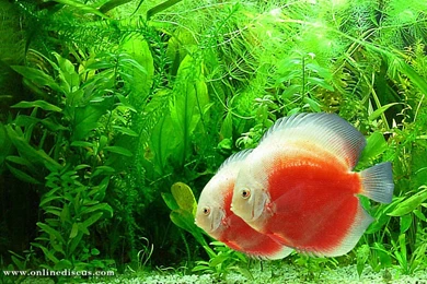 Welcome To Online Discus.com  > Download Discus Fish Wallpaper.
