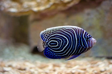 Discus Wallpapers   Animals Town