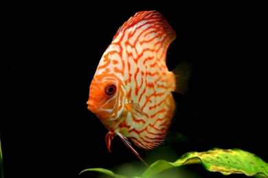 Unduh 420 Background Aquarium Untuk Ikan Discus Gratis