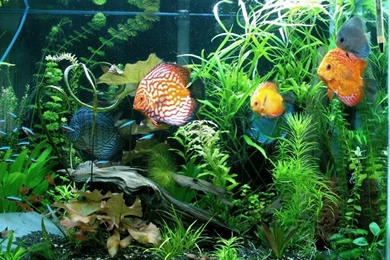 Images And Videos For This Album