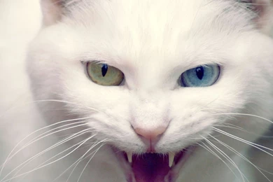 Cats: Angry Cat White Nature Sweet Cute Animals Wallpapers HD For ...