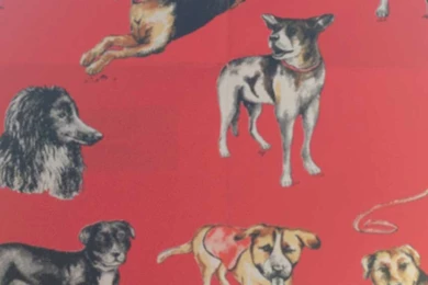 Dog Day At Chelsea Harbour