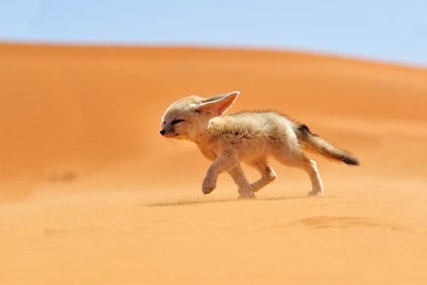 1920x1080 Fennec Fox Desert Wallpapers