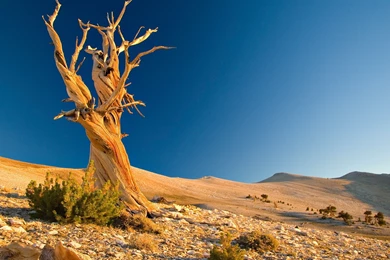 Nature Wallpaper: Desert Mobile Wallpapers HD Resolution Wallpapers ...