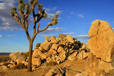 Desert Wallpapers Mobile : Nature Wallpapers   Rakaruan.com