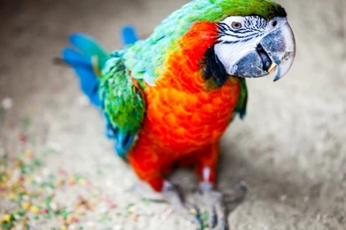 Parrot Wallpapers Collection (29+)