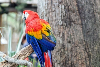 40+ Beautiful Parrot HD Wallpapers That You Will Surely Love ...