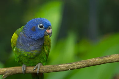 113 Parrot HD Wallpapers