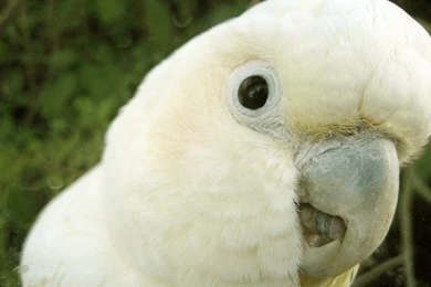 The Pictures For   > White Parrots Wallpapers