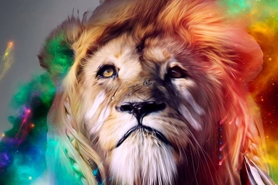 Beautiful Lion HD Desktop Wallpapers : Widescreen : High Definition ...