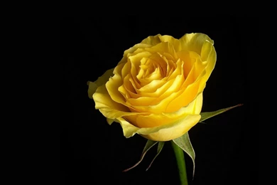 Yellow Rose Wallpapers Pictures 10342 1366x768   UMad.com