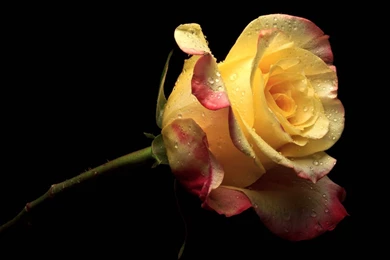 Yellow Rose Wallpapers   Automotive Lux