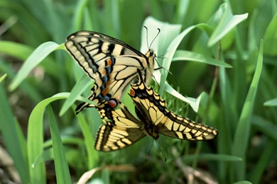 Beautiful And Fresh Android Tablet (id: 60623) – BUZZERG