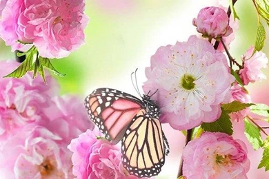 Floral Wallpapers   Android Apps On Google Play