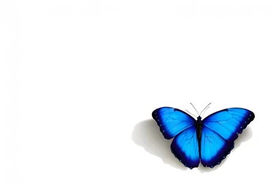 Blue Butterfly