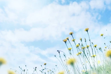 Dreamy Summer : Water, Air And Greeny Wallpapers 1024x768 NO.25 ...