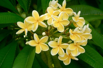 Frangipani Wallpapers HD Download
