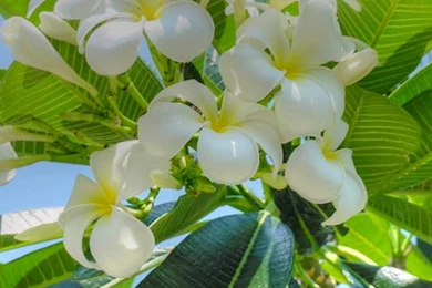 Frangipani Wallpapers   (